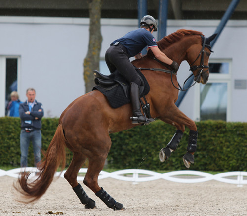 Michael Eilberg and Woodlander Farouche feeling fit and feisty © Ilse Schwarz/dressage-news.com