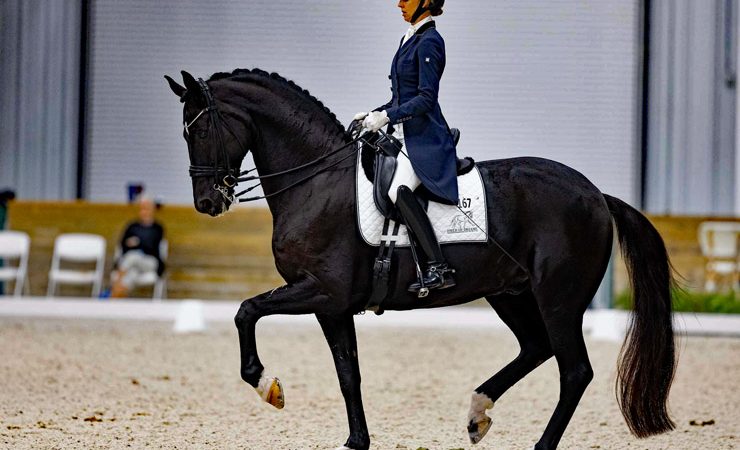 Laura Graves competing Sensation FOD at Intermediate II at the World Equestrian Center, Ocala. © 2023 Lily Forado